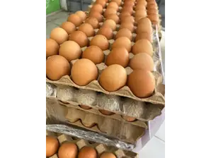 Maple de huevos Medianos ( 2kg c/ maple) de Almacén de energía