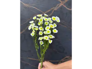 24 ROSAS IMPORTADAS de AMARANTA