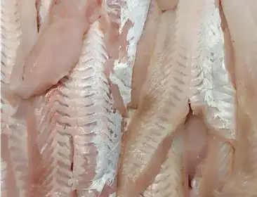 Producto de Barracuda Fish Market Gauss