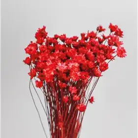 Producto de Color Florido
