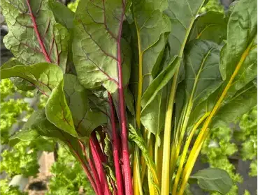 Producto de Costa Almacén