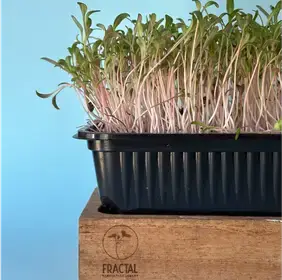 Producto de FRACTAL AGRICULTURA URBANA