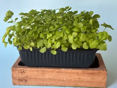 Producto de FRACTAL AGRICULTURA URBANA