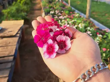 Producto de Huerta Amaranto