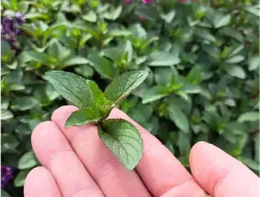 Producto de Huerta Amaranto
