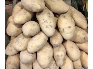 Papa blanca de Yorch´s
