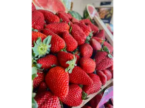 Frutilla de CB El Progreso