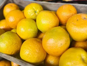 Naranja de ombligo de CB El Progreso