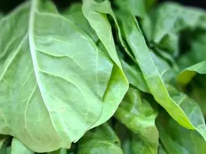 Acelga de El Viejo Roble