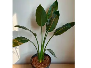 STRELITZIA MEDIANA de Entre hojas