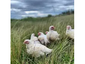 Pollos Patoriles de Granja Las Mellis