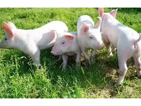 Lechones de Granja Las Mellis