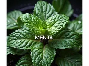 MENTA EN PLANTIN de Grupo Abasto