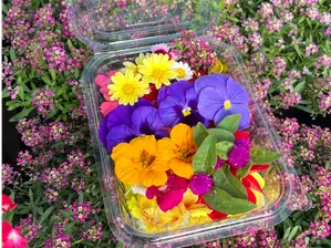 Mix Clavelinas de Huerta Amaranto