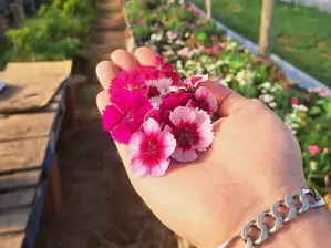 Mix margaritas de Huerta Amaranto