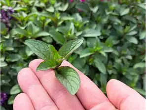 Brotes de menta de Huerta Amaranto