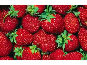 FRUTILLA de kiwi-e-mark