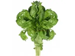 Albahaca de La Feria Del Puesto