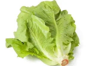 Lechuga manteca de L.E. VERDULERÍA VIRTUAL