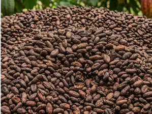 Semillas de cacao de Nosemix