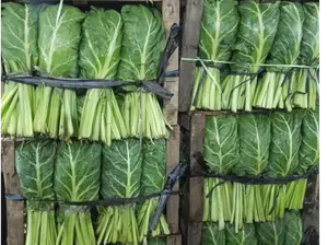Acelga fresca x unidad de Parador de frutas el pato