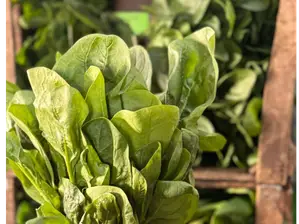 Espinaca verde x un de Parador de frutas el pato