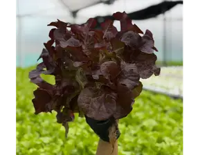 Lechuga Roble Morada Hidroponica de Plenta