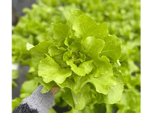 Lechuga Roble Verde Hidroponica de Plenta