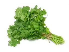 CILANTRO HIDROPONICO de Qverduminimarket