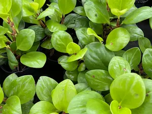 Peperomia obtusifolia verde S de Somos Proyecto Raiz