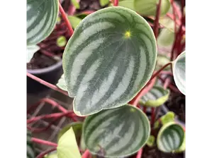 Peperomia Watermelon S de Somos Proyecto Raiz