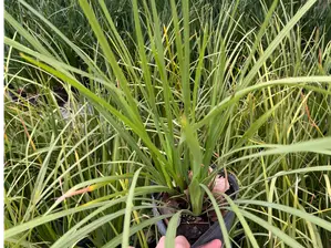 Dietes de Somos Proyecto Raiz