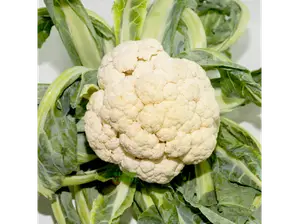 COLIFLOR de SUPER VERDE