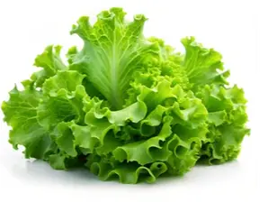 Lechuga crespa de verduleriagazzolo