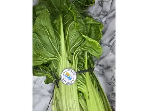 ACELGA de VERDUTRUCK
